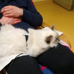 Belinda na bioresonančni terapiji