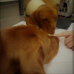 Boyd na bioresonančni terapiji