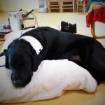 Ira na bioresonančni terapiji