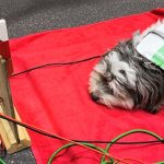 Edo na bioresonančni terapiji