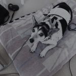 Piccolo na bioresonančni terapiji