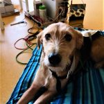 Volfi na bioresonančni terapiji